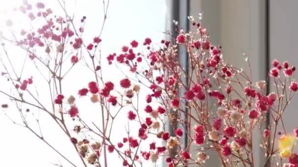 ジプシーや赤ちゃんの息の花柔らかい光で美しいピンクの花を咲かせます。選択的フォーカス。春休みカードの背景。繊細な美意識. — ストック動画