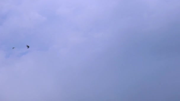 Pájaros negros oscuros en cámara lenta volando sobre el fondo azul y blanco del cielo. Golondrinas volando en el cielo azul. Animales de inmigración en ambiente natural. Concepto de libertad y vida silvestre. — Vídeos de Stock