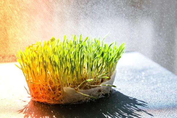 Kiełkowanie Sprouted Pszenicy Stole Korzenie Jedzenie Zdrowie Mikrozielone Kiełki Organiczna — Zdjęcie stockowe
