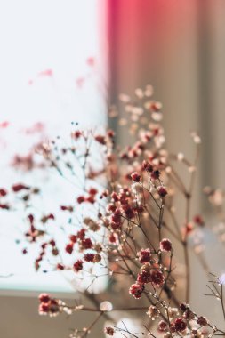 Çingene ya da bebek nefesi çiçekleri. Yumuşak ışıkla açan güzel pembe çiçekler. Seçici odaklanma. Bahar tatili kartı geçmişi. Hassas estetik. Doğanın çiçek arkaplanı.