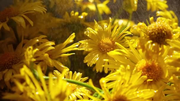 スローモーションタンポポの背景を開花させます。水滴と黄色のカモミール。花の休日の背景。デイジーの花 — ストック動画