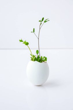 Taze mikro yeşiller. Beyaz yumurta kabuğunun içinde roka ve tere mikroyeşillikleri yetişir. Plastiksiz tohumlar. Evdeki bahçıvanlıkta mikroçim yetiştiriyorum. Gezegen Eko 'yu kurtar. Paskalya Asgari Konsepti.