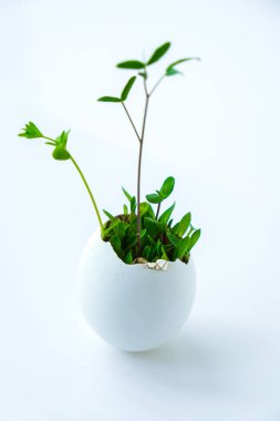 Taze mikro yeşiller. Beyaz yumurta kabuğunun içinde roka ve tere mikroyeşillikleri yetişir. Plastiksiz tohumlar. Evdeki bahçıvanlıkta mikroçim yetiştiriyorum. Gezegen Eko 'yu kurtar. Paskalya Asgari Konsepti.