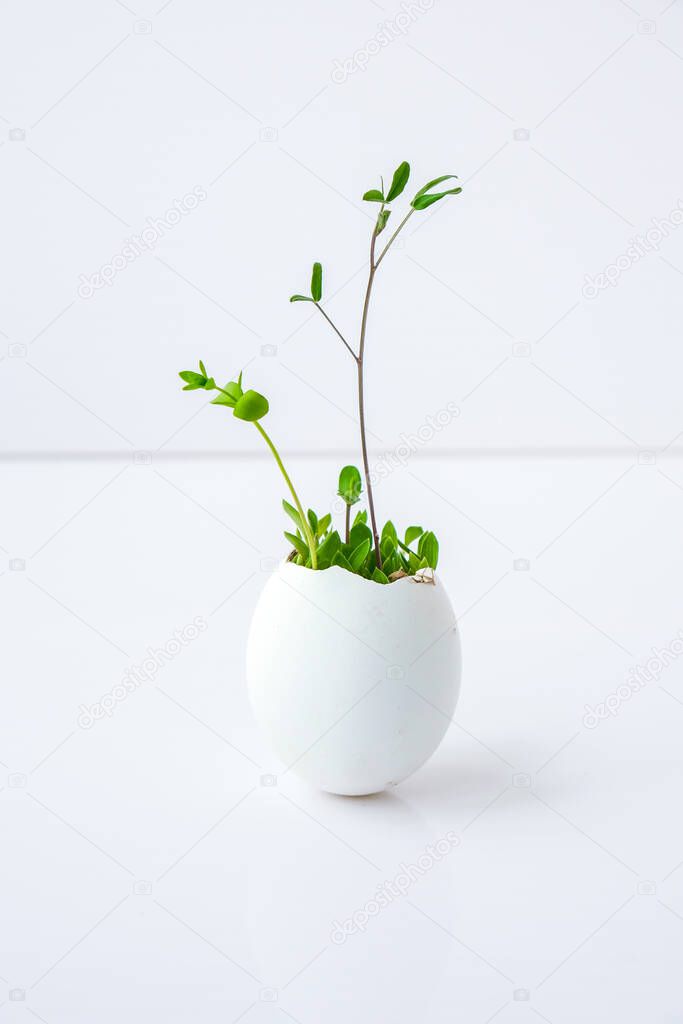 Fresh micro greens. Microgreens of arugula and cress grow in white egg shell. Seedlings without plastic. Growing microgreens at home gardening. Save the planet Eco concept. Life Easter minimal concept.