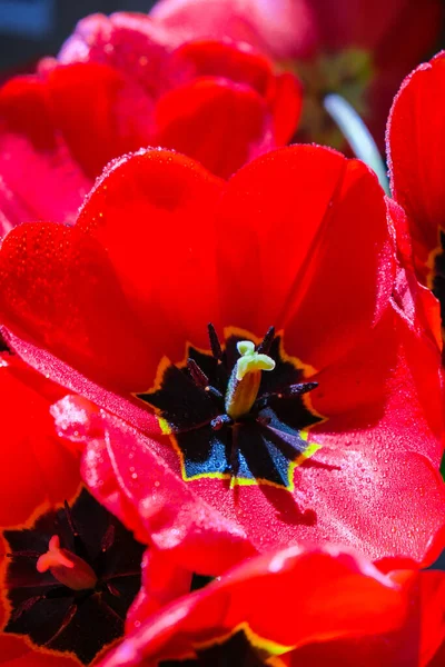 Red Tulip Flowers Garden Beautiful Tulips Flowering Period Hybrid Variety — Stock Photo, Image