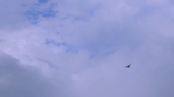 Movimento lento Black Dark Birds Voando sobre o fundo do céu azul e branco. Engole voando no céu azul. Imigração animal no ambiente da natureza. Conceito de liberdade e vida selvagem. — Vídeo de Stock