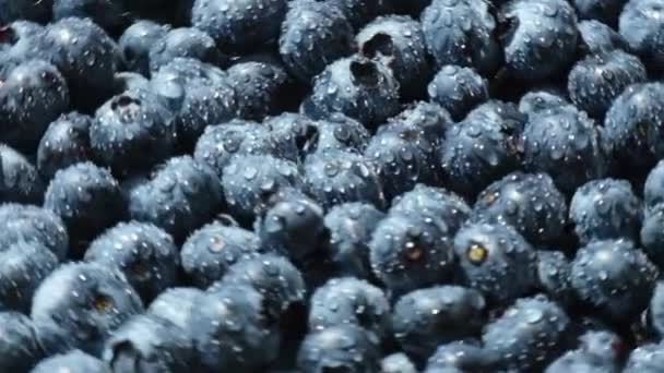 Färska blåbär bakgrund roterar i slow motion. Blueberry antioxidant ekologisk superfood i en skål koncept för hälsosam kost och näring. Skördebegreppet — Stockvideo