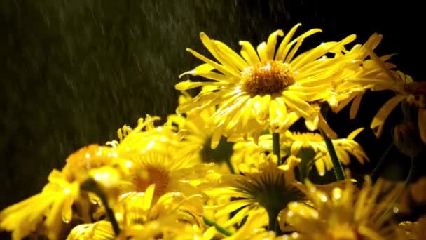 スローモーションタンポポの背景を開花させます。水滴と黄色のカモミール。花の休日の背景。デイジーの花 — ストック動画