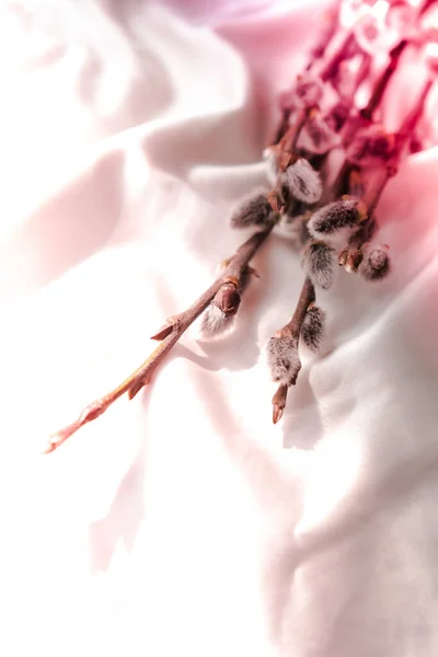 白色丝织物背景上的柳枝.早春盛开的枫树柳枝 — 图库照片