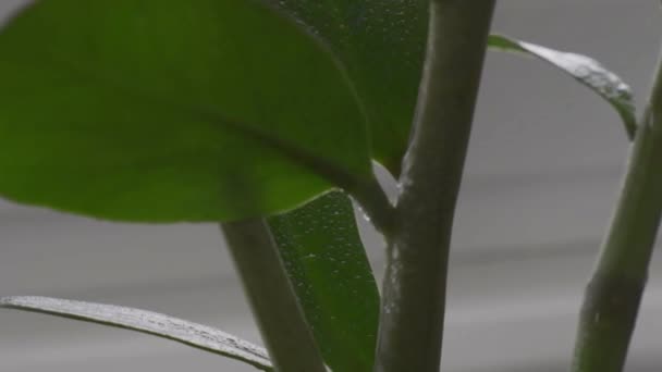 Мокрые растения после распыления крупным планом. Женщина распыляет замиокульку, увлажняет листья во время отопительного сезона дома. Зелень дома. — стоковое видео