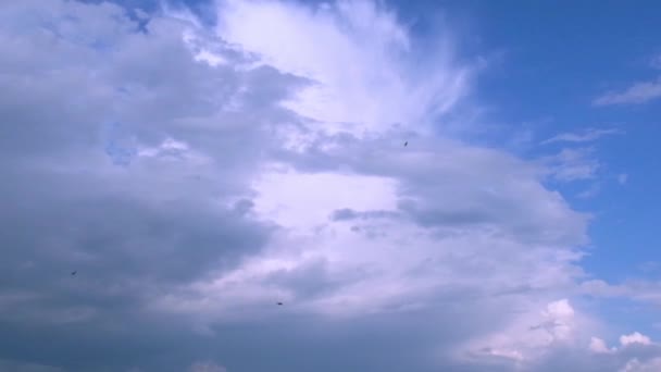 スローモーション青い空と白い空を飛ぶ黒い暗い鳥の背景。青い空を飛ぶツバメ。自然環境の中での移民動物。自由と野生生物の概念. — ストック動画