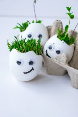 Taze mikro yeşiller. Mikro yeşil roka ve tereler beyaz yumurta kabuğunda komik yüzlerle yetişir. Filizler. Plastiksiz tohumlar. Evdeki bahçıvanlıkta mikroçim yetiştiriyorum. Gezegen Eko 'yu kurtar. Paskalya Asgari Konsepti.