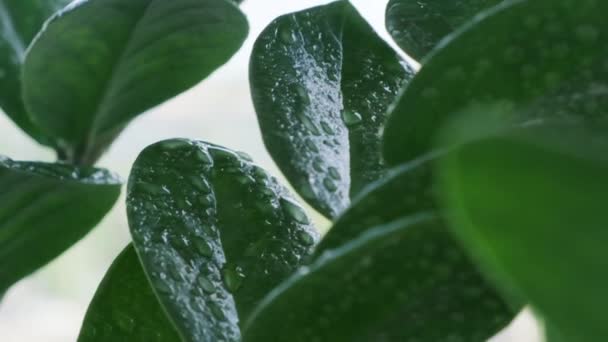 Plantele umede după pulverizarea de aproape. Femeia pulverizează zamioculcas plantă de casă, hidratează frunzele în timpul sezonului de încălzire la domiciliu. Verdeață acasă . — Videoclip de stoc