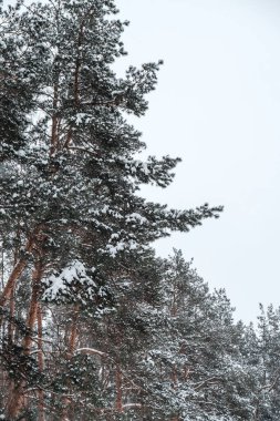 Kışın mavi gökyüzüne karşı çam dalları. Parktaki Noel ağaçları. Kozalaklar ve beyaz kar taneleri.