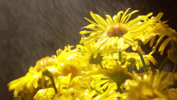 Cámara lenta Floración dientes de león fondo. Manzanilla amarilla con gotas de agua. Fondo de vacaciones de flores. Flores de margarita — Vídeo de stock