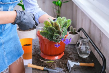 Kadın bahçıvan elleri tencerede menekşe renginde. Evde bahçıvanlık ve saksıya çiçek ekme kavramı. Saksı Saintpaulia mor çiçekleri. Ev hanımı çiçeklerle ve bitkilerle ilgileniyor.