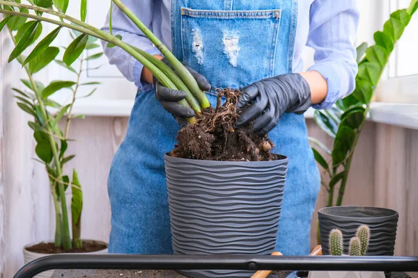 Bahçıvan kadın iç mekan bitkileri naklediyor ve masa üzerinde kürek kullanıyor. Zamioculcas bitki bakımı ve ev bahçesi kavramı. Bahar ekimi. Para ağacı