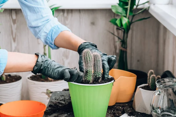 Primer Plano Cactus Trasplante Manos Femeninas Concepto Jardín Casero Herramientas —  Fotos de Stock