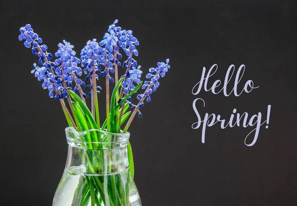 Hello Spring Bouquet Blue Muscari Чорний Фон Весняні Громіздкі Квіти — стокове фото