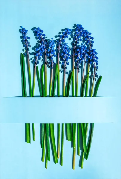 明信片的布局 春天的现代静谧生活 蓝色麝香花生长在蓝色背景的长方形剪纸上 最小春天的概念 复制空间 平面放置顶部视图 — 图库照片