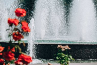 Parktaki çeşmenin önündeki kırmızı ve pembe çiçekler. Şehir parkında çiçek açıyor. Yaz tatili. Güzel bahçe. Su sıçrıyor.