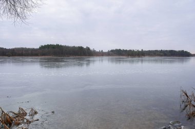 Kış kuru kamış otları kışın donmuş nehrin yanında buzla sallanıyordu. Soğuk hava koşulları. İklim değişikliği kavramı ve küresel ısınma çevre sorunu.