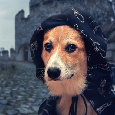 Köpek knight
