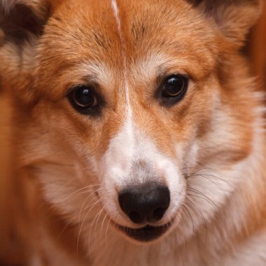 Köpek kameraya bakıyor.