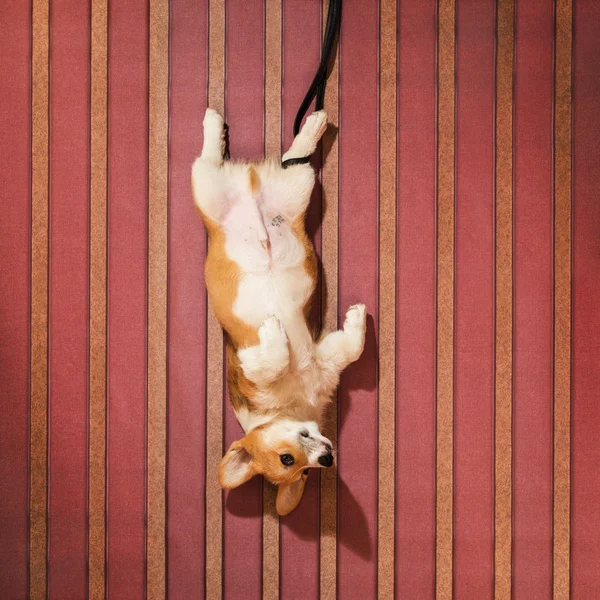 Dog lying on the floor — Stock Photo, Image