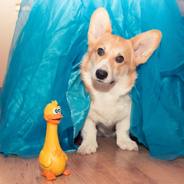 Dog peeking out from under the curtain — Stock Photo, Image