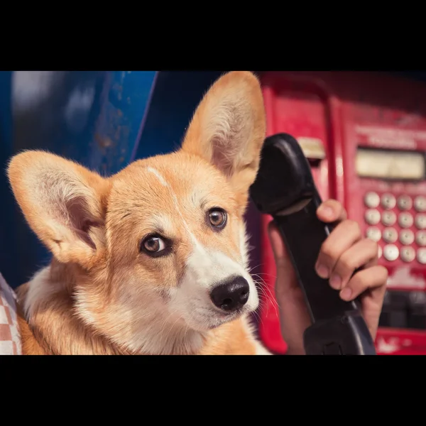 Dog calling on the phone — Stock Photo, Image