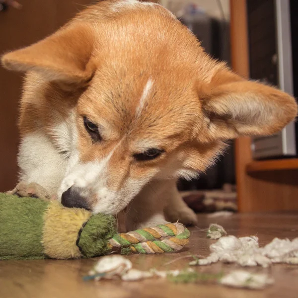 Corgi köpek berbat şeyler — Stok fotoğraf