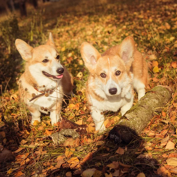 Bir yürüyüşe iki corgi — Stok fotoğraf