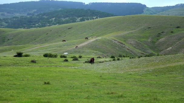 Horses on field footage — Stock Video