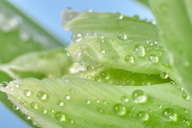 Yüzeylerinde sayısız su damlacıkları bulunan yeşil bitki yapraklarının yakın görüntüsü, yumuşak mavi bir zemin üzerine kuruludur.