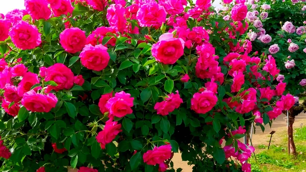 Różowe Róże Bliska — Zdjęcie stockowe
