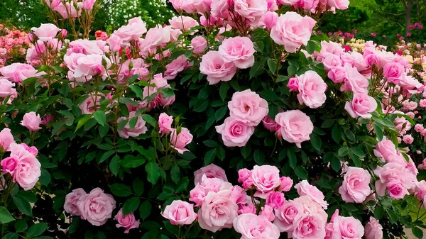 Rosa Rosas Cerca — Foto de Stock