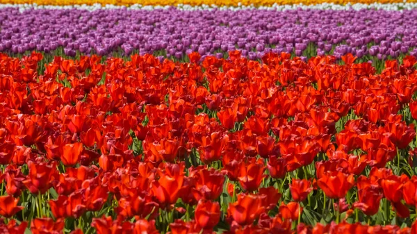 Поле Красных Фиолетовых Тюльпанов — стоковое фото