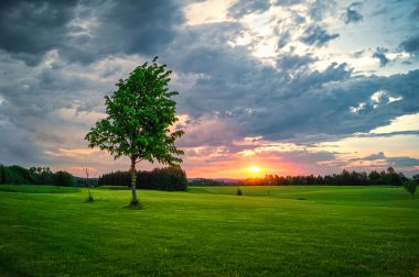 gün batımında yalnız ağaç
