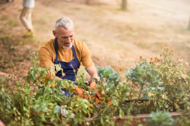 Bahçede çalışan orta yaşlı beyaz iş adamı.