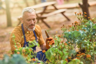 Orta yaşlı beyaz işadamı bahçe işleriyle uğraşıyor.