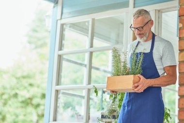 Orta yaşlı beyaz adam biberiyeli esrara bakıyor.