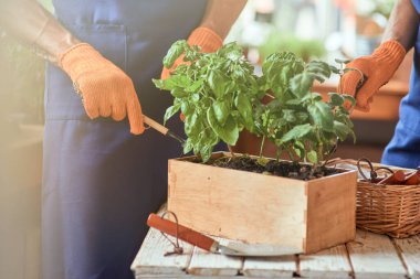 Kare kaptaki bitkilerle çalışan ortaklar