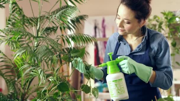 Mengurus tanaman dalam ruangan. Wanita muda ceria memakai celemek tersenyum, memegang botol semprotan sambil menyemprotkan tanaman rumahan secara menyeluruh — Stok Video