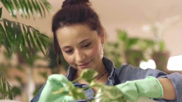Buat ruang hijau. Wanita muda tersenyum penyemprotan tanaman hijau dengan air dan memeriksa pertumbuhan, berdiri di ruang tamu di rumah. Ibu rumah tangga mengurus rumah tanaman dan bunga — Stok Video
