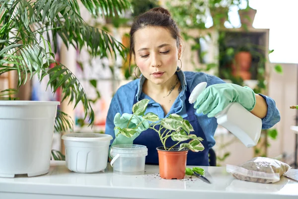 Peduli wanita muda penyemprotan tanaman ditanam kembali menggunakan botol semprotan sementara menyiram tanaman rumah tangga di rumah — Stok Foto