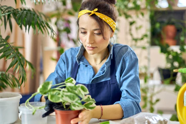 Wanita muda, tukang kebun perempuan di apron menanam kembali tanaman rumah, duduk di meja di ruang tamu di rumah — Stok Foto