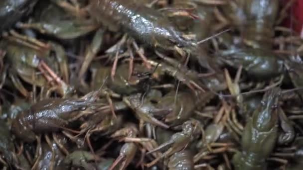 Lebende grüne Flusskrebse ziehen um. Menschliche Hand beißt lebende Flusskrebse an einen anderen Ort. HD. — Stockvideo