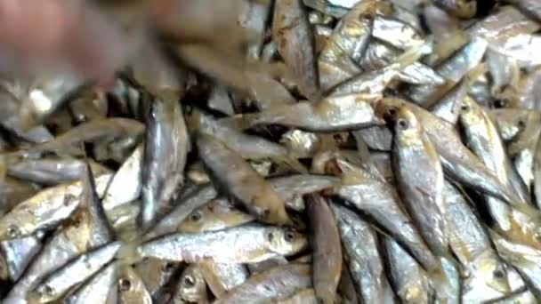 Muitos peixes pequenos. A mão levanta um punhado de peixes. HD — Vídeo de Stock