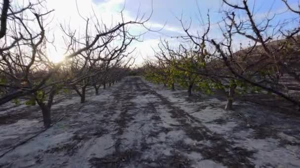 Gimbal Shot Walking Fruit Trees Winter — Stock Video